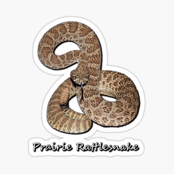 Item preview, Prairie Rattlesnake designed and sold by Paul-Prints.
