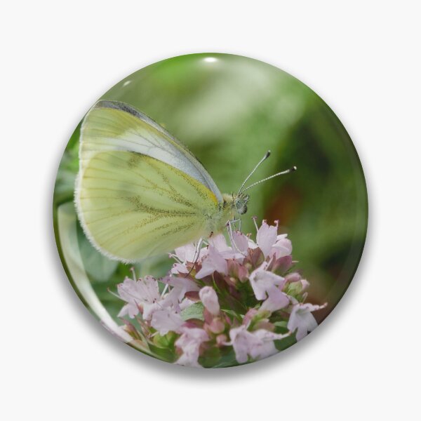 Item preview, Green-veined white in soft light designed and sold by Jouko Lehto Photography.