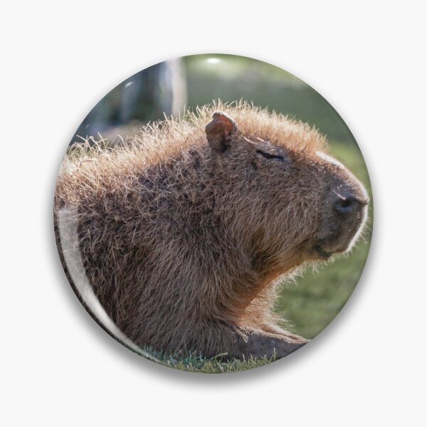 Item preview, Capybara and Magpie friend looking for insects to eat designed and sold by Dalyndigital Photography.