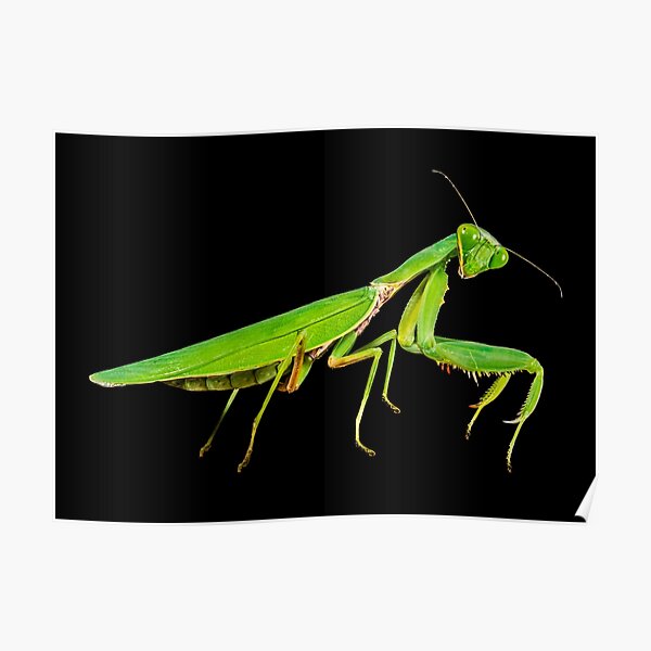 Praying Mantis Poster
