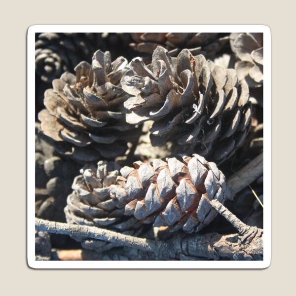 Item preview, Calabrian Pinecones Nature Photography designed and sold by taiche.