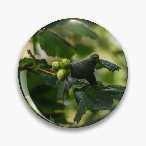 Item preview, Three hazelnuts grow on a hazel tree in an Irish forest designed and sold by AlbertMi.