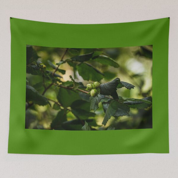 Item preview, Three hazelnuts grow on a hazel tree in an Irish forest designed and sold by AlbertMi.