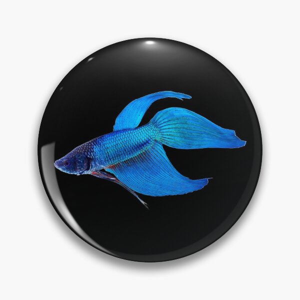 Item preview, Betta Fighting Fish - Betta Veiltail - For All Betta Splendens Lovers designed and sold by AquariumExp.