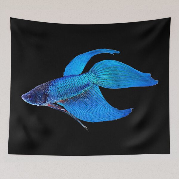 Item preview, Betta Fighting Fish - Betta Veiltail - For All Betta Splendens Lovers designed and sold by AquariumExp.