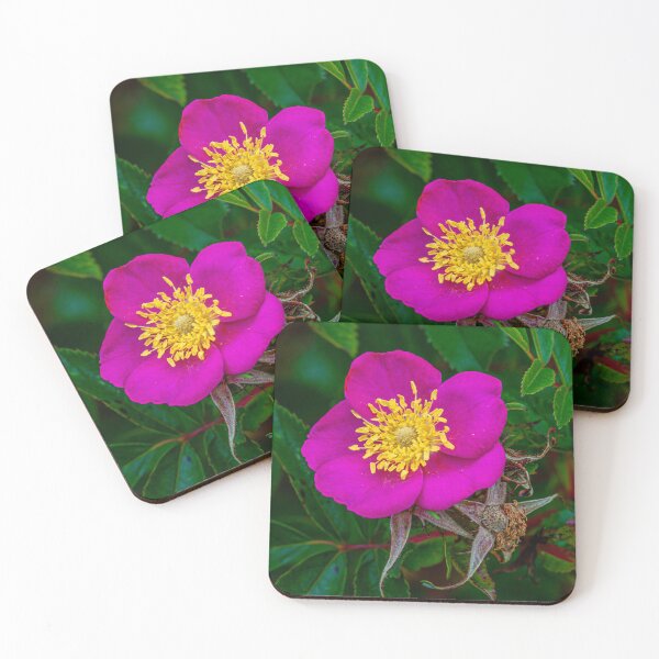 Item preview, Dog rose designed and sold by Dalyndigital Photography.