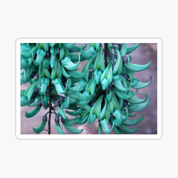 Jade Vine in Flower Sticker