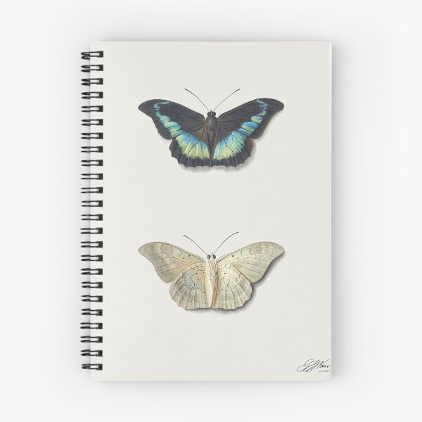 Item preview, Boven- en onderaanzicht butterfly 1782–1861 designed and sold by Tiboga19.
