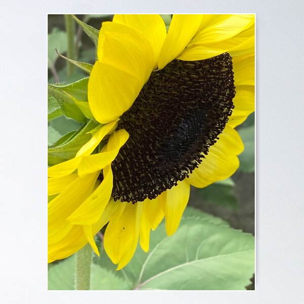 Item preview, Sunflower 3 designed and sold by CreativeAD.