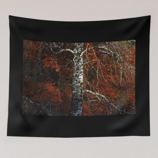Item preview, Birch tree in autumn forest of Ireland designed and sold by AlbertMi.