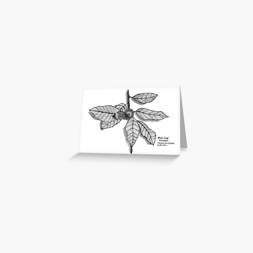 Seaside Holm Oak branch Greeting Card