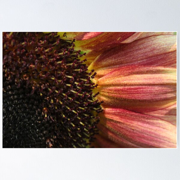 Item preview, Sunflower designed and sold by emilypatersonn.