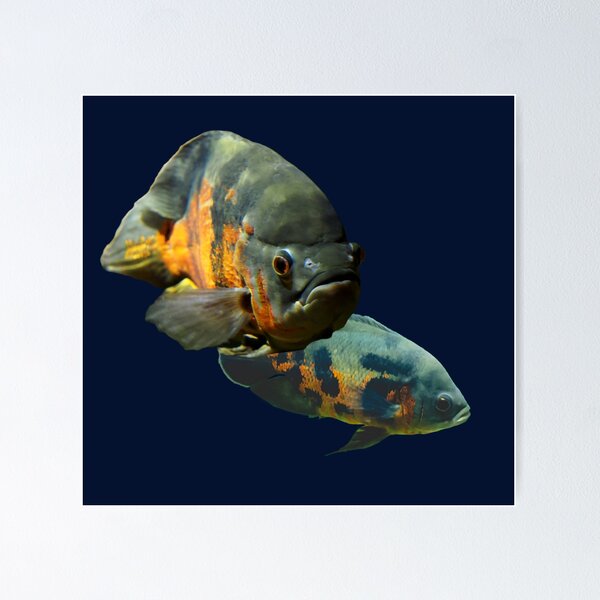 Oscar Fish 80's Monster Fish Keeper Art Board Print for Sale by JRRTs