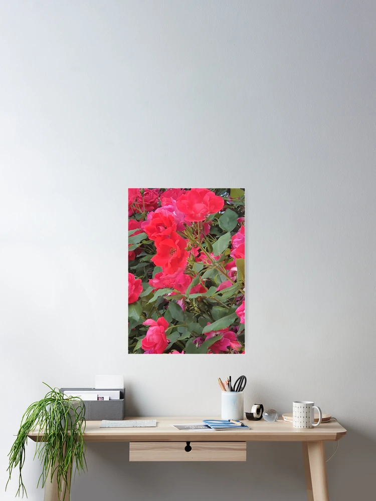 Thumbnail 2 of 3, Poster, Pink Roses Photo designed and sold by JDWCreations.