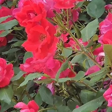 Artwork thumbnail, Pink Roses Photo by JDWCreations