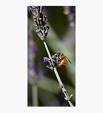 Bee in English Lavender Photographic Print