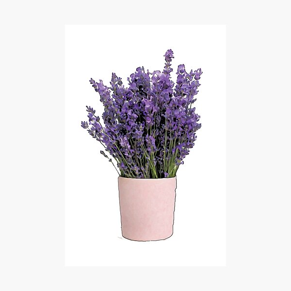 Watercolor Fresh lavender in a pink cup