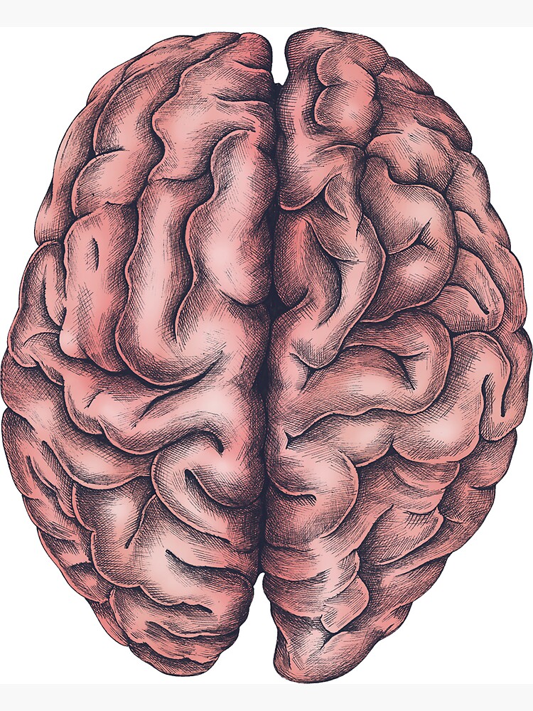 cerebro humano real etiquetado