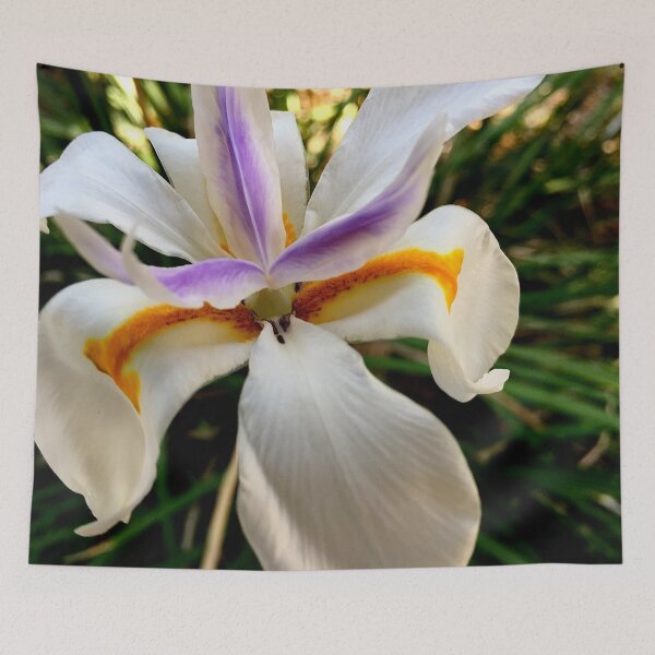 Item preview, Fortnight Lily (Dietes) from A Gardener's Notebook designed and sold by Douglas E. Welch Design and Photography.