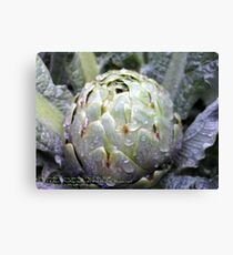 Artichoke in my garden; La Mirada, CA USA Lei Hedger Photography Canvas Print