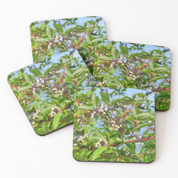 Item preview, Sorbus cashmiriana designed and sold by mrivserg.