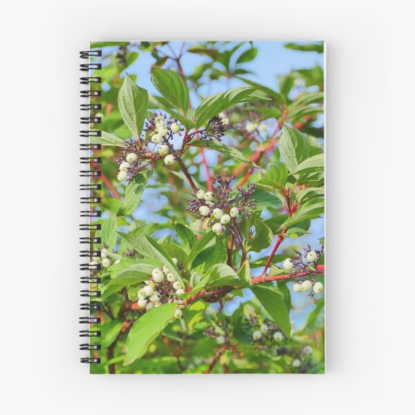 Item preview, Sorbus cashmiriana designed and sold by mrivserg.