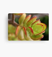 Rain Kisses in my yard; Succulent; La Mirada, CA USA Canvas Print