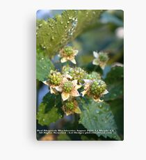 Black Rhapsody Blackberries on the way! La Mirada, CA USA Canvas Print