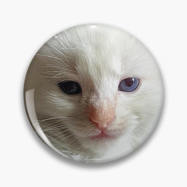 Item preview, Ragdoll mainecoon kitty designed and sold by Fluffycat2020.
