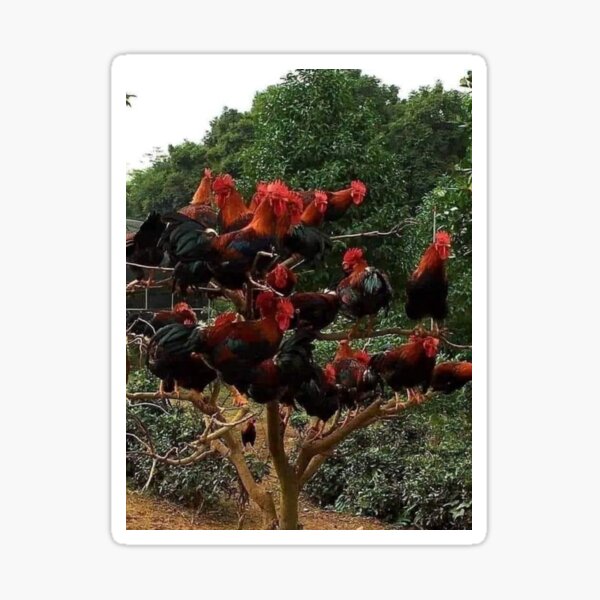 Chicken farm Sticker