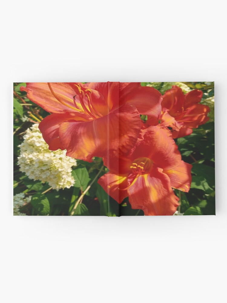 Cuaderno de tapa dura «Hermosas azucenas rojas iluminadas por el sol y  hortensias blancas» de GardeningHope | Redbubble