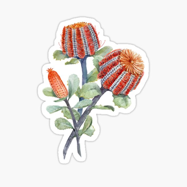 Australian flower banksia menziesii,gift for mom dad girlfriend boyfriend, banksia flowers lover Sticker