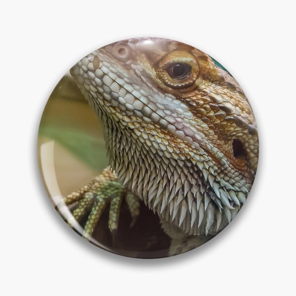 Item preview, Agama Lizard designed and sold by axp7884.