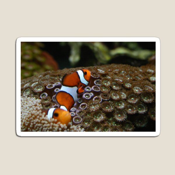 Item preview, Aquarium Clownfish designed and sold by orangelikejazz.