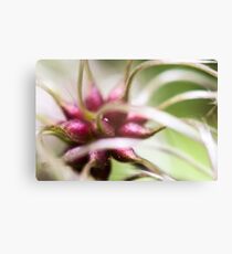 abstract plants Canvas Print