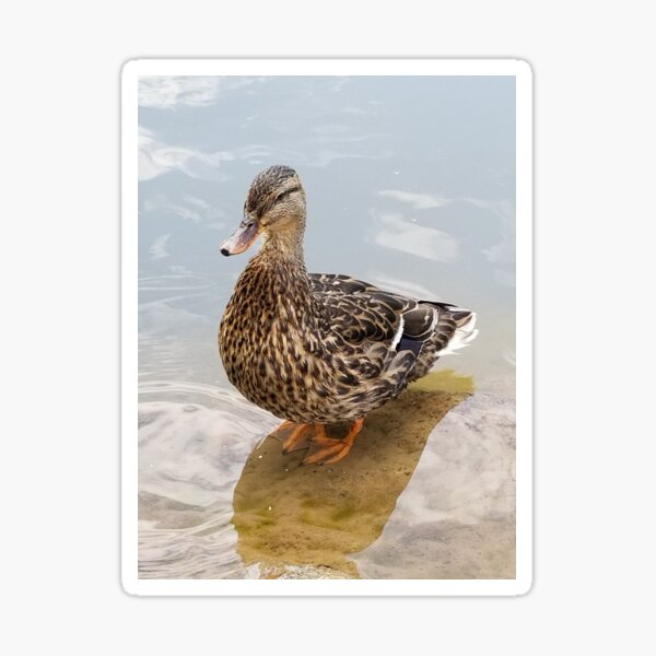 "Duck" Sticker for Sale by DesignMAG | Redbubble