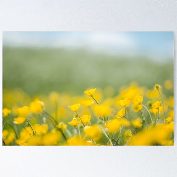 Artikelvorschau, Buttercups entworfen und verkauft von alistairbeavis.
