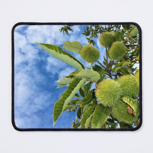 Item preview, American Chestnuts designed and sold by CJGrimes.