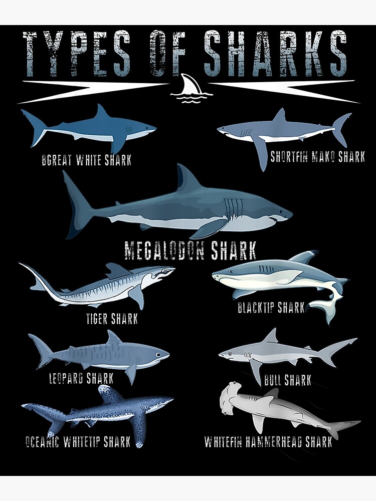 Types Of Shark Megalodon Great White Nurse Shark Premium Matte Vertical ...