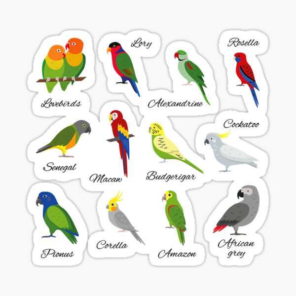Vista previa del artículo con la obra «Coloridas Aves Tropicales Loro Lory», diseñado y vendido por unassertive19.