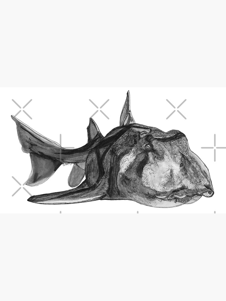 Jack the Port Jackson Shark by Wildcard-Sue