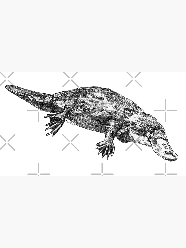 Fernando the Platypus by Wildcard-Sue