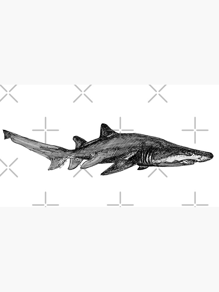 Trev the Grey Nurse Shark by Wildcard-Sue