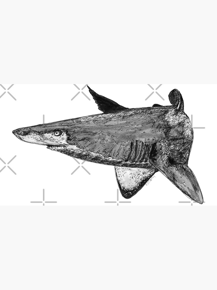 Rel the Grey Nurse Shark by Wildcard-Sue