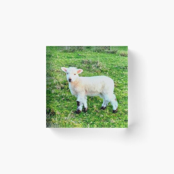 Item preview, HAPPY BABY LAMB AT MAUAO designed and sold by Steffi August.