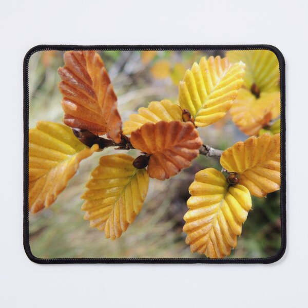 Item preview, Fagus, Dove Lake Circuit, Cradle Mountain, Tasmania, Australia, April 2015. designed and sold by kaysharp.