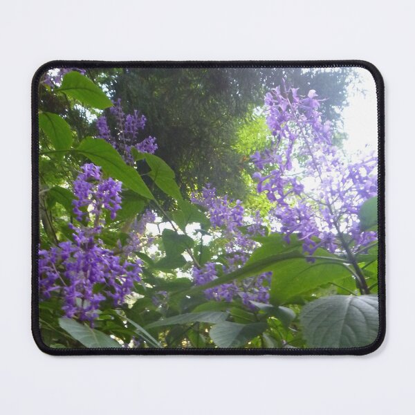 Item preview, Salvia 'Amistad' (Friendship Sage) designed and sold by Moonshine Paradise.