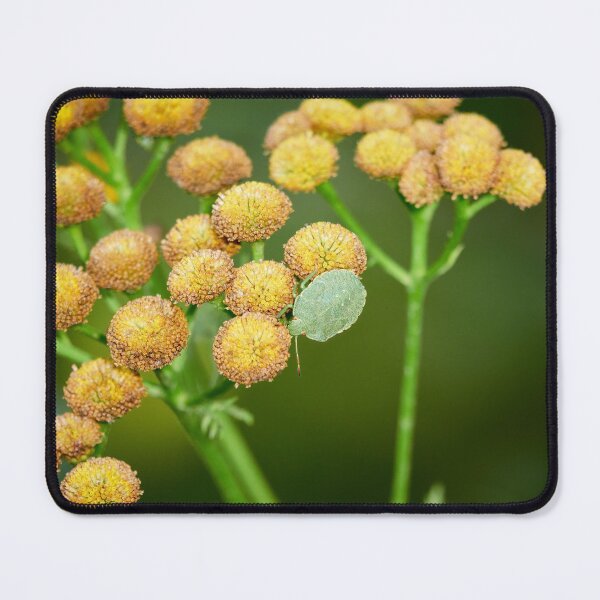 Item preview, The red eyes. Green shield bug designed and sold by Jouko Lehto Photography.