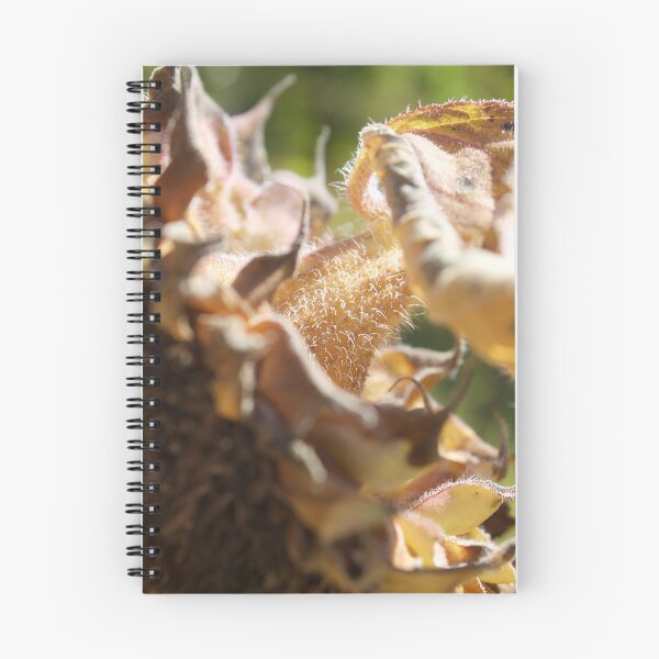 Item preview, Dying Sunflower Close-up Photograph designed and sold by Pineappledear.