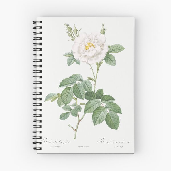Item preview, Rosa × alba - White Rose Illustration designed and sold by FloraObscura.